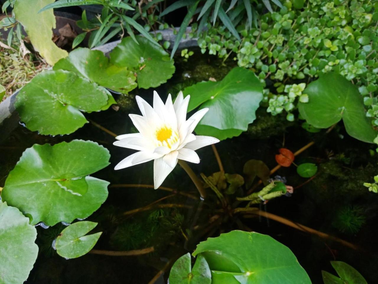 A Lanna Boutique House Hotel Chiang Mai Exterior photo